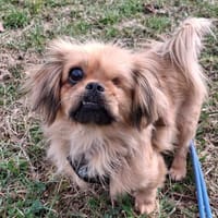 King Lui sucht sein Zuhause!, Hund zur Adoption