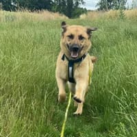 Hoppla hier kommt ALMA, Hündin zur Adoption