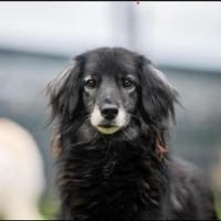 Alice sucht ihr Wunderland, Hündin zur Adoption