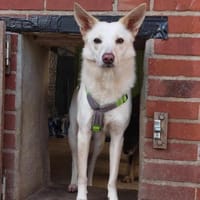 Sehnsüchtig hält Cosmo Ausschau nach DIR, Hund zur Adoption