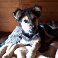 Bjarne - ein gescheiter Hundejunge, Hund zur Adoption
