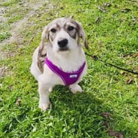 Toller Rüde sucht Körbchen, Hund zur Adoption