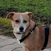 SURI, Hündin zur Adoption