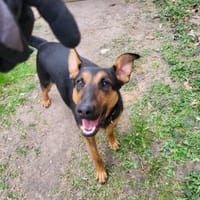 Hübsche, liebe Schäfi-Mix-Hündin, Hündin zur Adoption