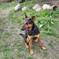 Hübsche, liebe Schäfi-Mix-Hündin, Hündin zur Adoption