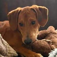 💙🐾💙Toni sucht seine Menschen, Hund zur Adoption