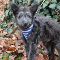 Floki - süß und einfach wunderbar, Hund zur Adoption