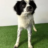 Merlin sucht dringend erfahrenes Zuhause, Hund zur Adoption