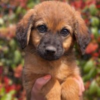 Ulisse, Zucker pur 🥰, Hund zur Adoption