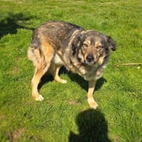 Barry total verschmust, Hund zur Adoption