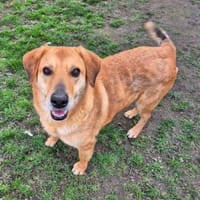 Fröhlicher Frodo sucht sein Zuhause, Hund zur Adoption