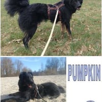 PUMPKIN -dufter Hundekumpel-, Hund zur Adoption