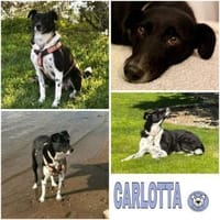 CARLOTTA -Sucht hundeerfahrenes Zuhause-, Hündin zur Adoption