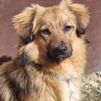 Cameron, sehr lernwillig, Hund zur Adoption