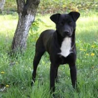 Levi träumt vom Körbchen mit Garten, Hund zur Adoption