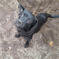 BENE - ein Maulwurf, Hund zur Adoption