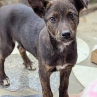 Kleine MINA sucht Mensch mit großem Herz, Hündin zur Adoption