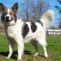 Ima, Hündin zur Adoption