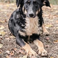 Elba sucht ihr für immer Körbchen! 💕, Hündin zur Adoption