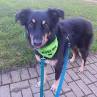 Benny auf Pflegestelle in Dortmund, Hund zur Adoption