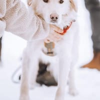 Wuschelrüde Medo sucht sein Zuhause, Hund zur Adoption