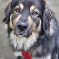 Aramis 💗 wartet in 50169 Kerpen, Hund zur Adoption