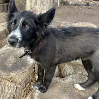 Rocco, offen, verspielt, neugierig, Hund zur Adoption