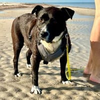 Hübsche Hündin, 5 Jahre, Hündin zur Adoption