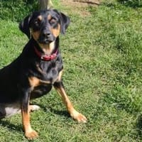 ❤Elenia...THERAPIE- oder BESUCHSHUND, Hündin zur Adoption