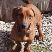 Damien, verträglicher Dackelmann, Hund zur Adoption