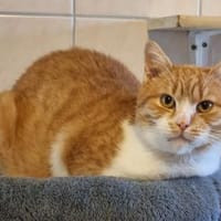 Marci, sehr lieb als Zweitkatze, Kater zur Adoption