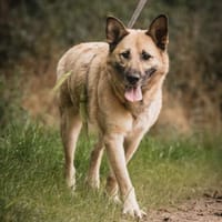 Phili  gerettet und dann?, Hund zur Adoption