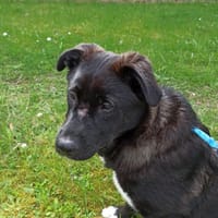 Süße Zoe sucht  sein für immer Zuhause, Hündin zur Adoption