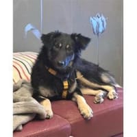 Ladybug - wartet in 91320 Ebermannstadt, Hündin zur Adoption