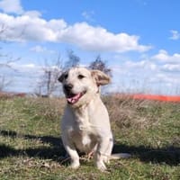 Irma ein sehr sozial und freundlich, Hündin zur Adoption