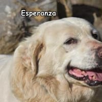 ESPERANZA, Hündin zur Adoption