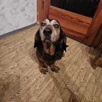 Wer hat ein ❤ für BEKA 🙏??, Hündin zur Adoption