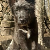 Samson, agil, verspielt, offen, Hund zur Adoption
