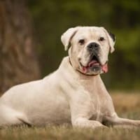 Samurai wartet traurig im Tierheim, Hund zur Adoption