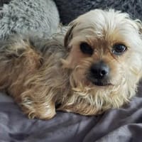 Nilo geht jedem Konflikt aus dem Weg, Hund zur Adoption