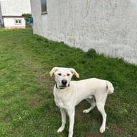 Lui sucht Menschen mit Erfahrung, Hund zur Adoption