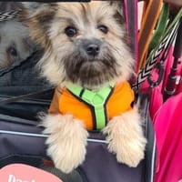 💙Daphne  verspielt, neugierig💙, Hündin zur Adoption