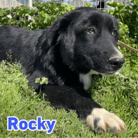 Rocky - freundlich und menschenbezogen, Hund zur Adoption