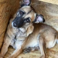 Rose sucht ihre Menschen 🐾, Hündin zur Adoption