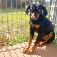 Utopia, Hündin zur Adoption