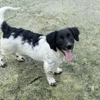 Anton Kokonimix Rüde 8 Monate in 41751, Hund zur Adoption