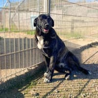 Quod, Hund zur Adoption