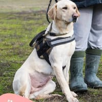 Hoka - lieb, aktiv, Hündin zur Adoption