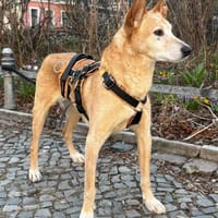 Joe Angel, ein absoluter Schatz mit Herz, Hund zur Adoption