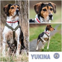 YUKINA -fröhlicher Familienhund-, Hündin zur Adoption